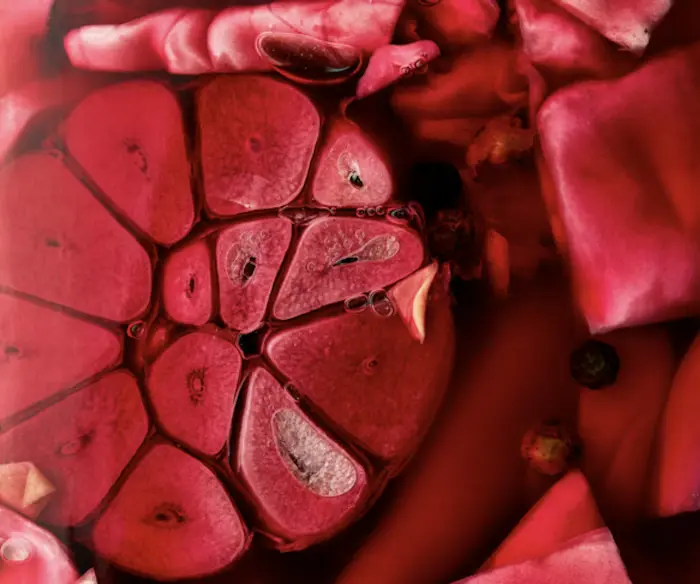 Pickled Red Cabbage image