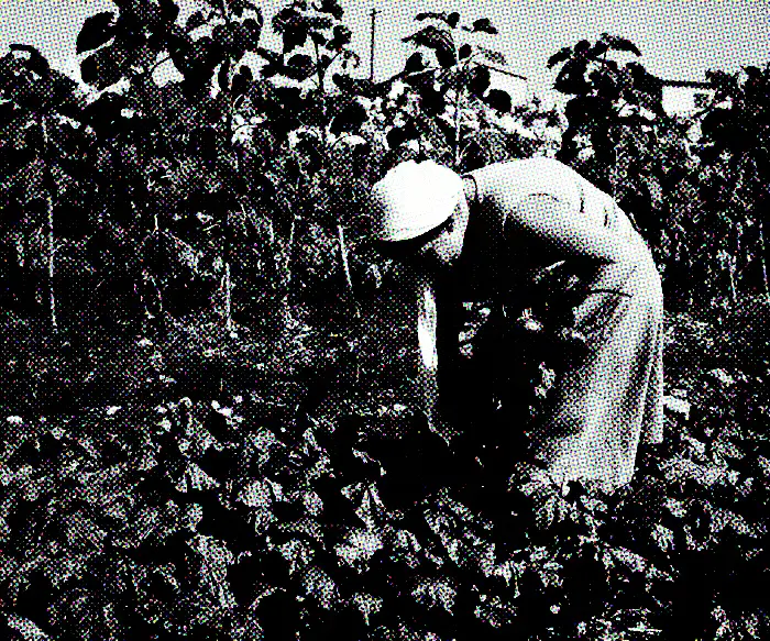 A Lag B’Omer Feast From the Lower Galilee image